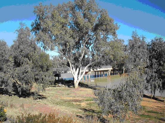 Cunnamulla Oasis in the desert